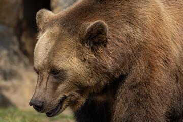 Brown Bear majestic, big powerful mammals