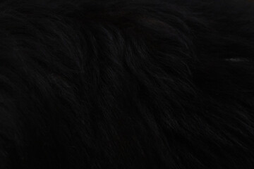 Black texture, long haired dog fur 