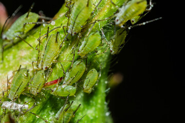 closeup of colony of aphids sucking on rosebud