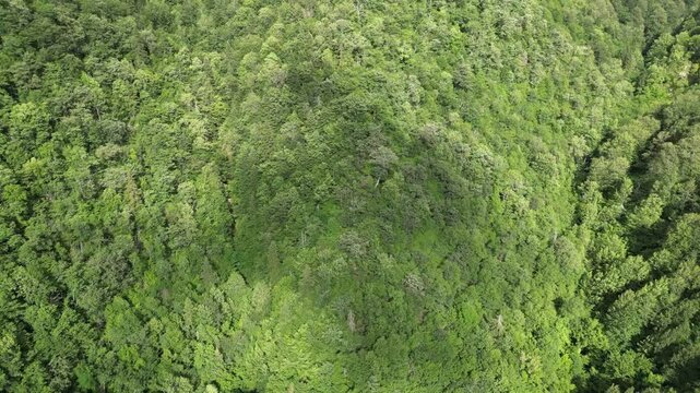 Turkey Black Sea magnificent forests. Black Sea Erfelek Tatlıca Waterfalls Forests. Hornbeam, oak and beech forests
