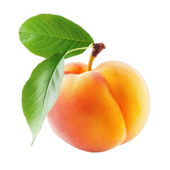 Ripe apricot with leaves showing freshness isolated on white background