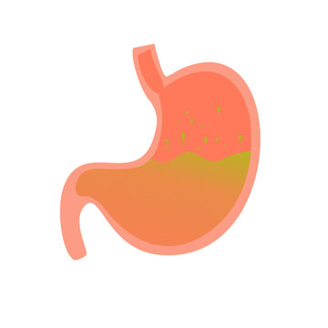 recommend clip art: Stomach Illustration