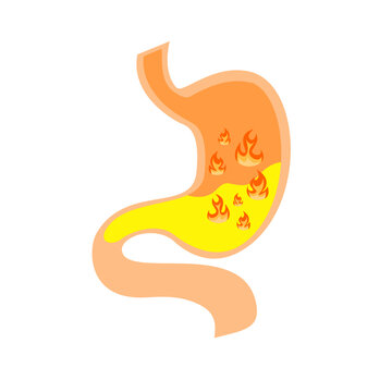 recommend clip art: Stomach Illustration
