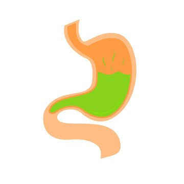 recommend clip art: Stomach Illustration