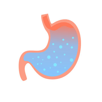 stomach diagram with blue liquid clip art preview