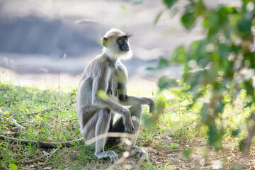 black faced grey langur monkey in Yala National Park, Sri Lanka