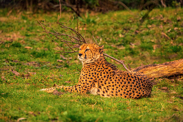 cheetah resting on green grass, very close eye contact.
