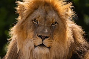 close-up image of a lion's face. expression is calm and majestic