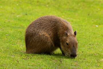 Fototapeta premium Capybara Kapibara Hydrochoerus hydrochaeris