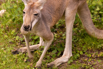 Portrait of an Australian medium sized kangaroo in selective focus