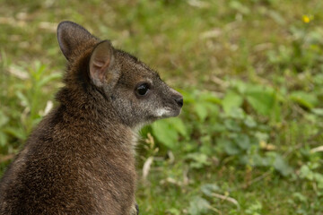 Bennett's wallaby Macropus or Notamacropus rufogriseus