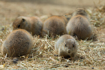 Prairie dogs herbivorous burrowing ground squirrels