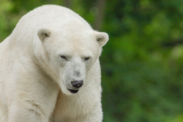Polar Bear takes a rest