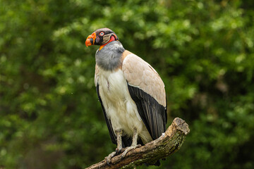 Portrait of king vulture with strict look