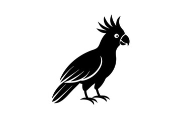 black and white parrot