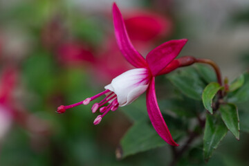 Close up of a pink and white fuchsia