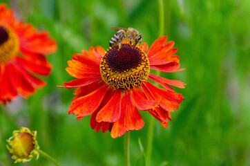 A bee sitting Helenium Moerheim Beauty sneezeweed in flower during the summer months. Wetern Honey Bee Apis mellifera on helenium flower. High quality photo