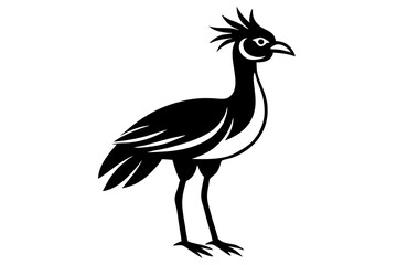 peacock isolated on white