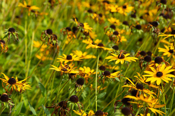 field of yellow flowers with brown centers