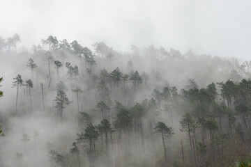 Moody foggy forest landscape on a rainy day in Cinque Terre, Liguria,  Italy