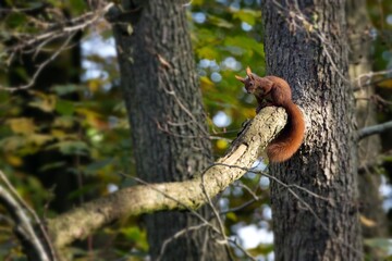A North German squirrel sits on a branch and shows itself in all its beauty, while being...