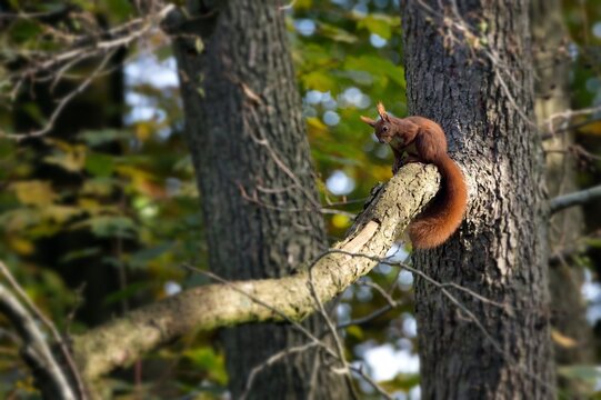 A North German squirrel sits on a branch and shows itself in all its beauty, while being photographed it held its paw to its belly and was obviously happy to be photographed