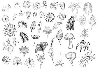 Nature’s notebook with flowers and leaves 