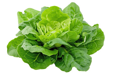 A large green leafy vegetable with a lot of water droplets on it