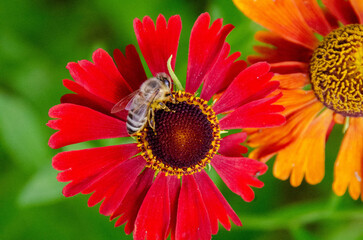 A bee sitting Helenium Moerheim Beauty sneezeweed in flower during the summer months. Wetern Honey Bee Apis mellifera on helenium flower. High quality photo