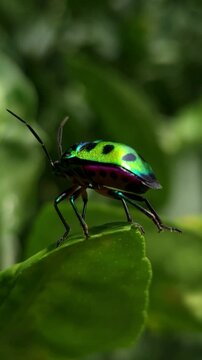 Close up Macro of Green jewel bug, Scutiphora pedicellata, Odisha, India
