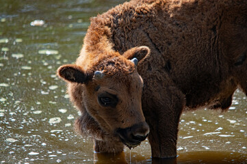 Wisent-Jungtier im Schutzgebiet an der Donau