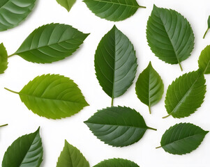 Fototapeta premium Fondo de hojas verdes