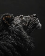 Naklejka premium golden metal lion in black and white minimalist style and the lion is looking at the sky with hope, professionnal photography