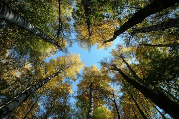 Obraz premium Looking Up at Canopy of Trees in Autumn Forest with Blue Sky