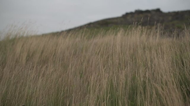 Grass in the fog in Iceland