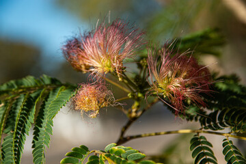 Pink Mimosa Tree Bloom 2. Colorful pink flowers bloom on a mimosa tree.