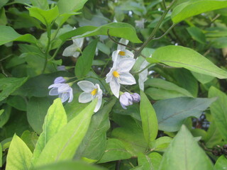 photo de fleurs de faux jasmin