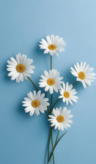 Fototapeta premium white daisies on a blue pastel paper texture background with copy space