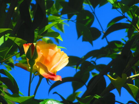 photo de fleur jaune en contre plong&eacute;e &eacute;clair&eacute;e par le soleil
