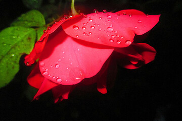 photographie d'une petite rose rouge sur laquelle il y a quelques gouttes de rosée. La photo est...