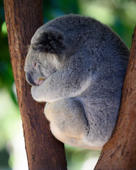 Obraz premium koala in tree