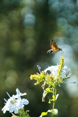 Fruczak gołąbek, dłużniec gwiaździk, Macroglossum stellatarum, – motyl z rodziny zawisakowatych na Ołownik uszkowaty, ołownik przylądkowy, Plumbago auriculata Lam.