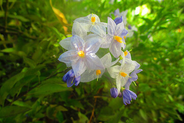 photographie en gros plan de fleurs de morelle faux jasmin, ou de solanum jasminoïdes, aux...