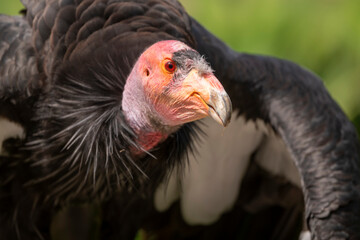The California Condor is the largest bird in North America