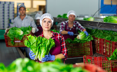 Focused Hispanic workwoman working on sorting line in vegetable factory, arranging selected green...
