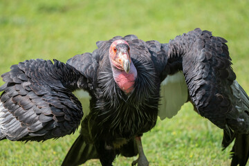 The California Condor is the largest bird in North America
