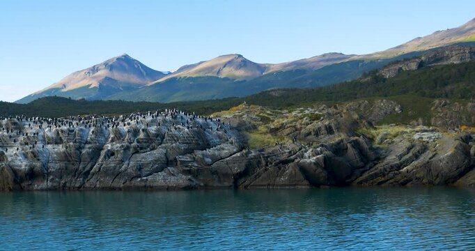 Cormorants (Leucocarbo atriceps) Blue-eyed Cormorant colony on rocks, fjords and mountains, Bay of Last Hope, Patagonia, Chile, South America