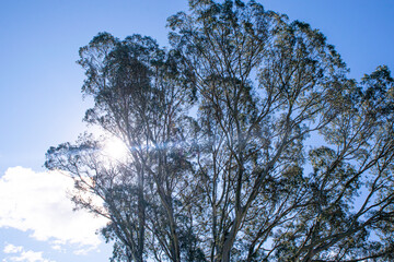 Blue sky and sun rays through the tree leaves