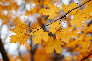 Obraz premium Golden Maple Leaves Changing Colors in Autumn