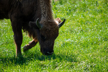 Junger Wisent beim Grasen im Naturschutzgebiet